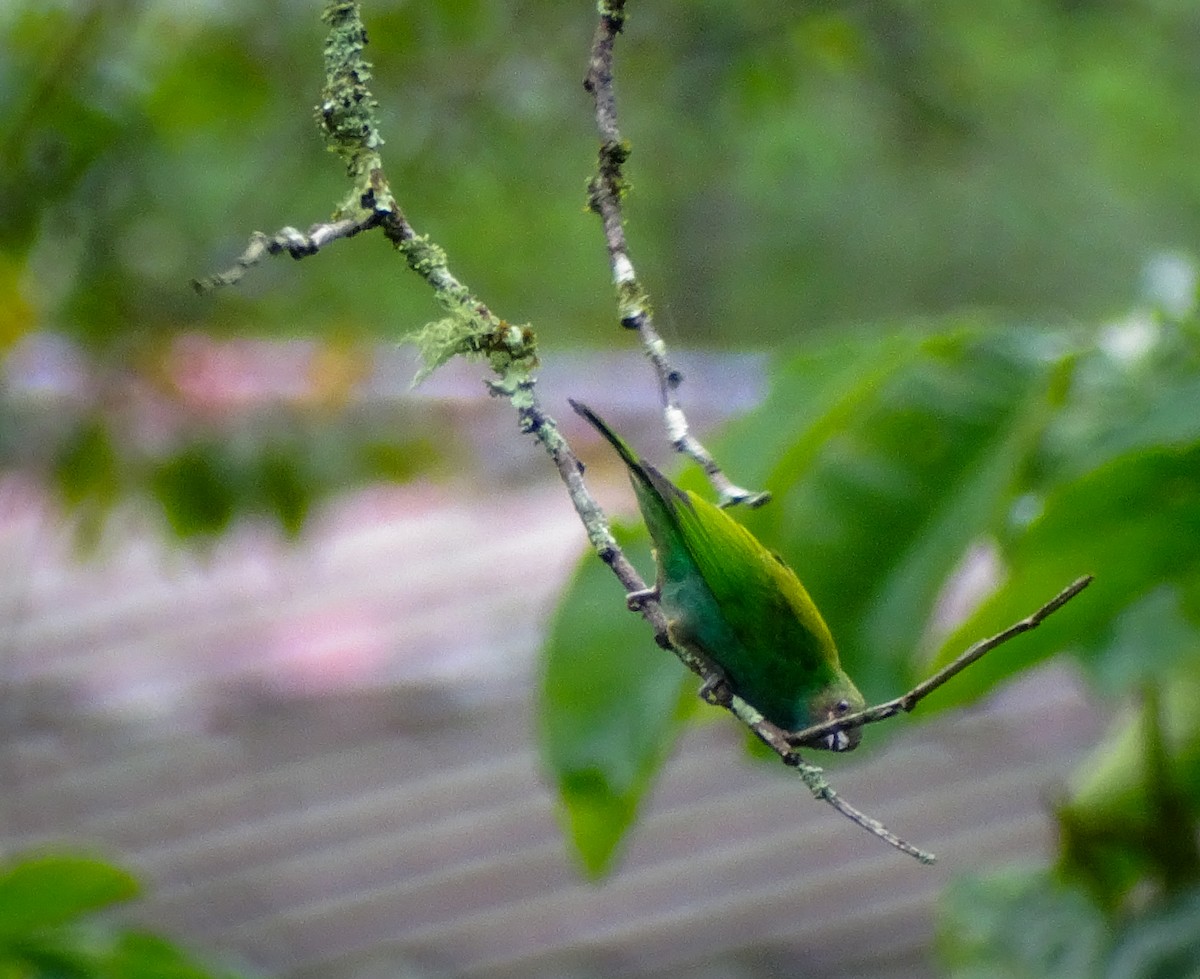 Bay-headed Tanager - ML620457770