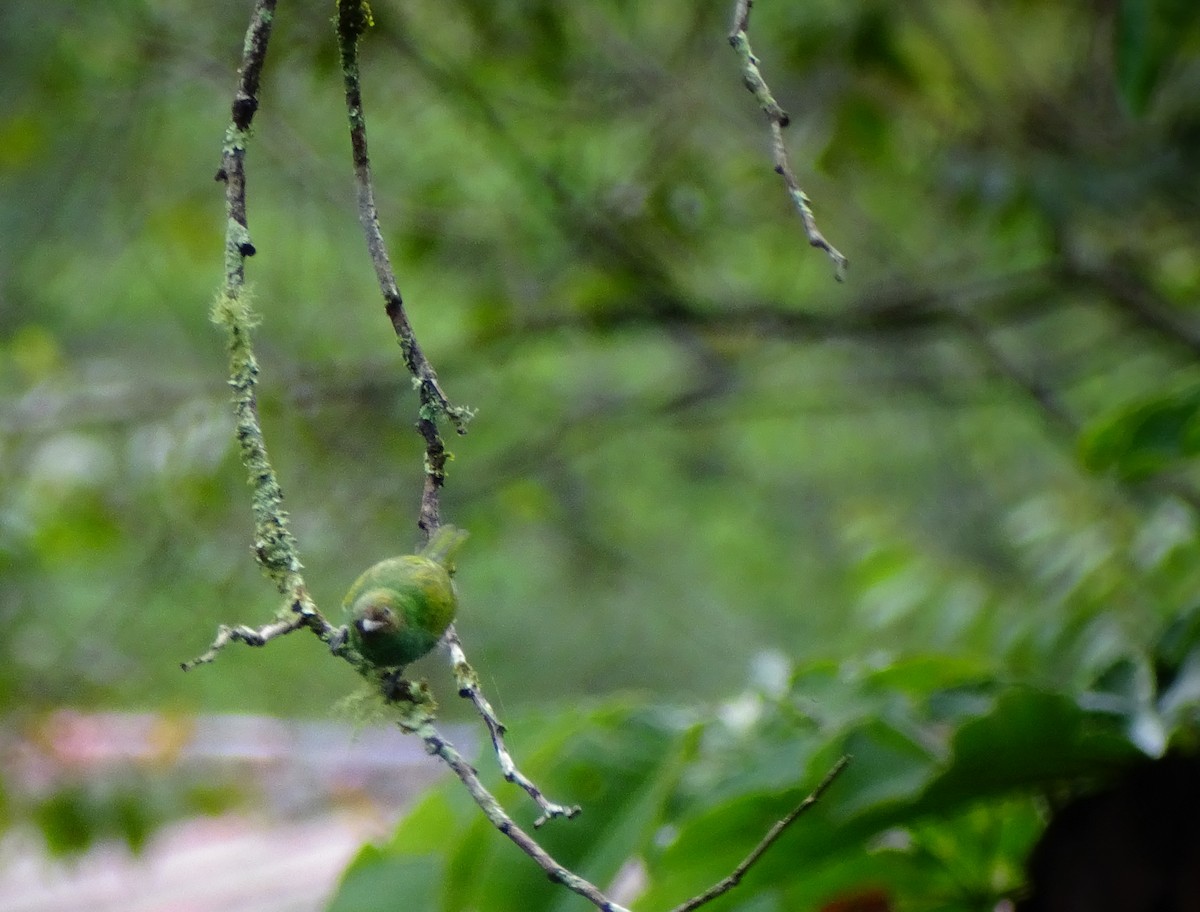 Bay-headed Tanager - ML620457772