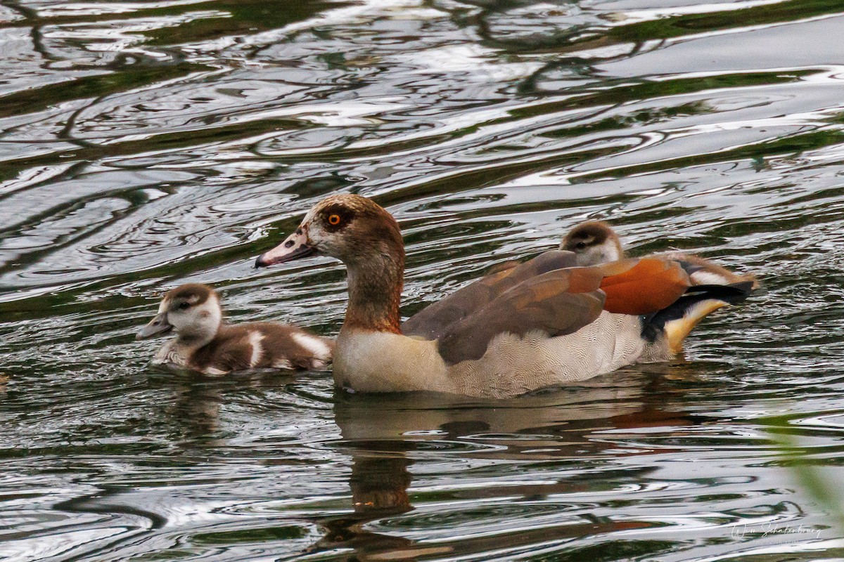 Egyptian Goose - ML620457775