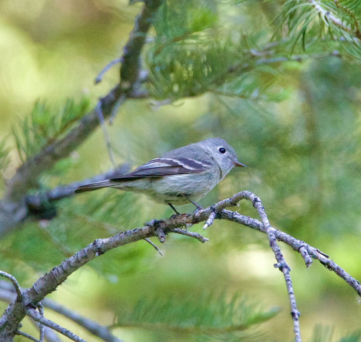 Hammond's Flycatcher - ML620457782