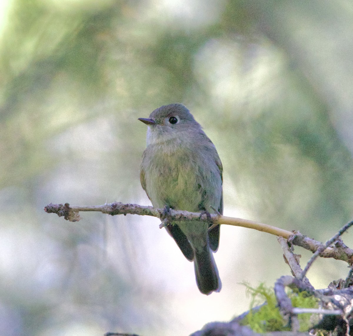 Hammond's Flycatcher - ML620457784