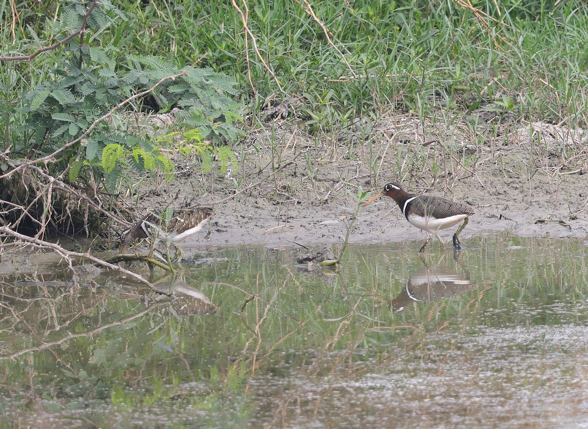 Greater Painted-Snipe - ML620457788