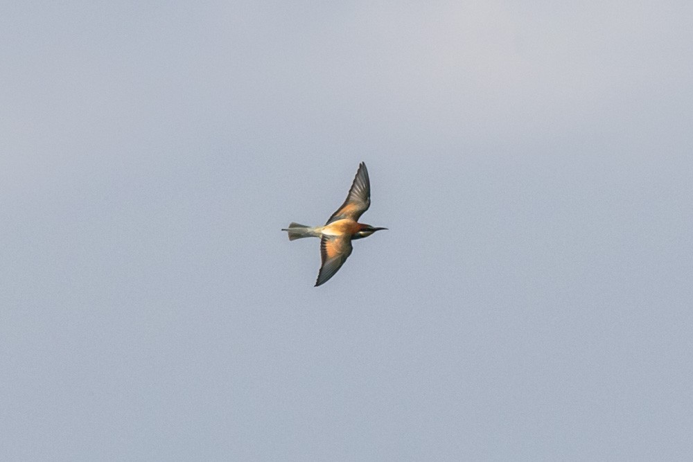 European Bee-eater - ML620457790