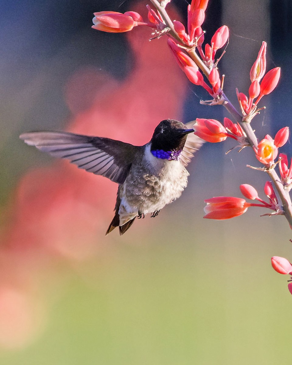 Black-chinned Hummingbird - ML620457794