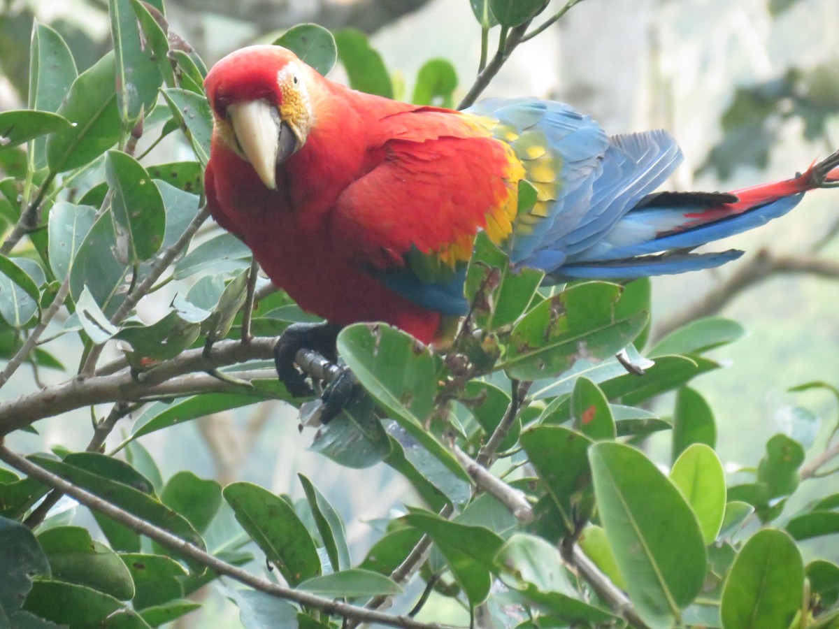 Scarlet Macaw - ML620457795