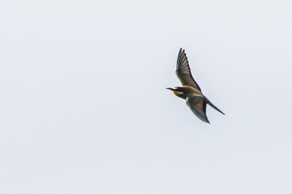 European Bee-eater - ML620457796