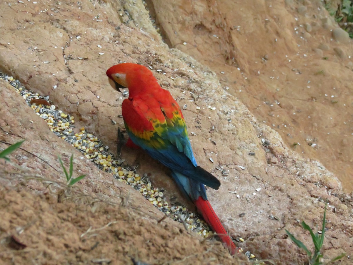 Scarlet Macaw - ML620457797