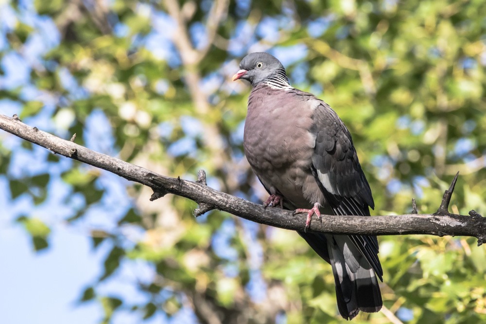 Common Wood-Pigeon - ML620457799