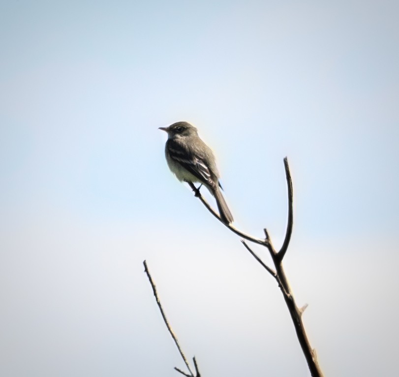 Alder Flycatcher - ML620457806