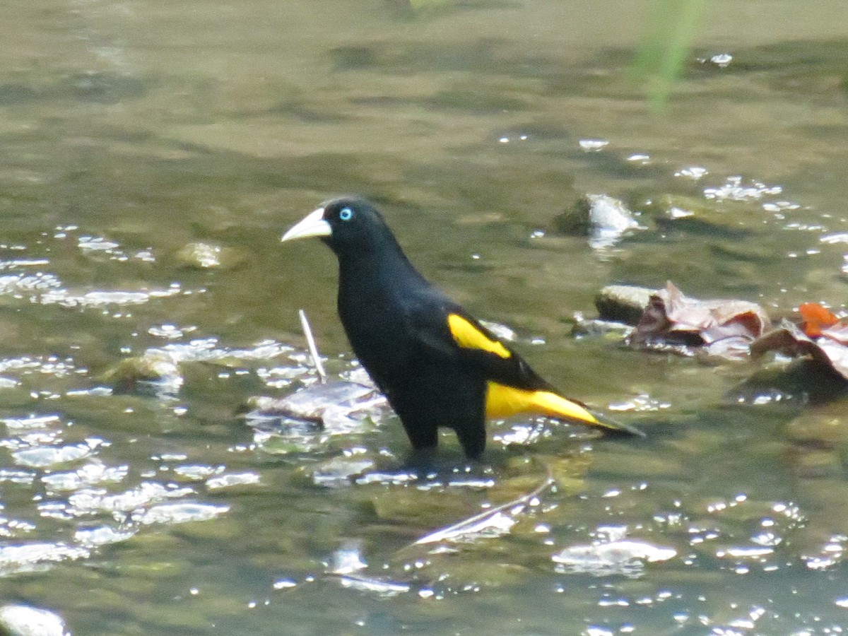 Yellow-rumped Cacique - ML620457807