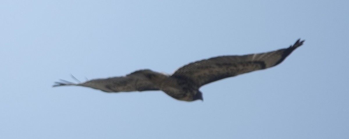 Red-tailed Hawk (calurus/alascensis) - ML620457808