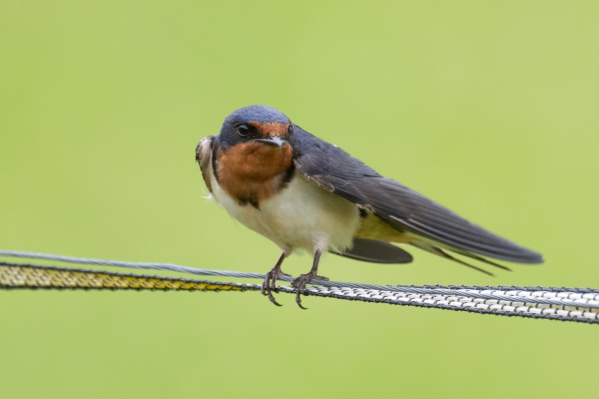 Barn Swallow - ML620457809