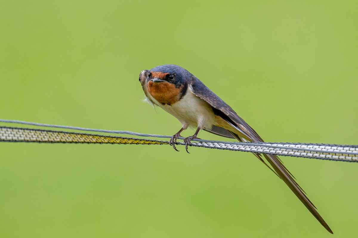 Barn Swallow - ML620457810