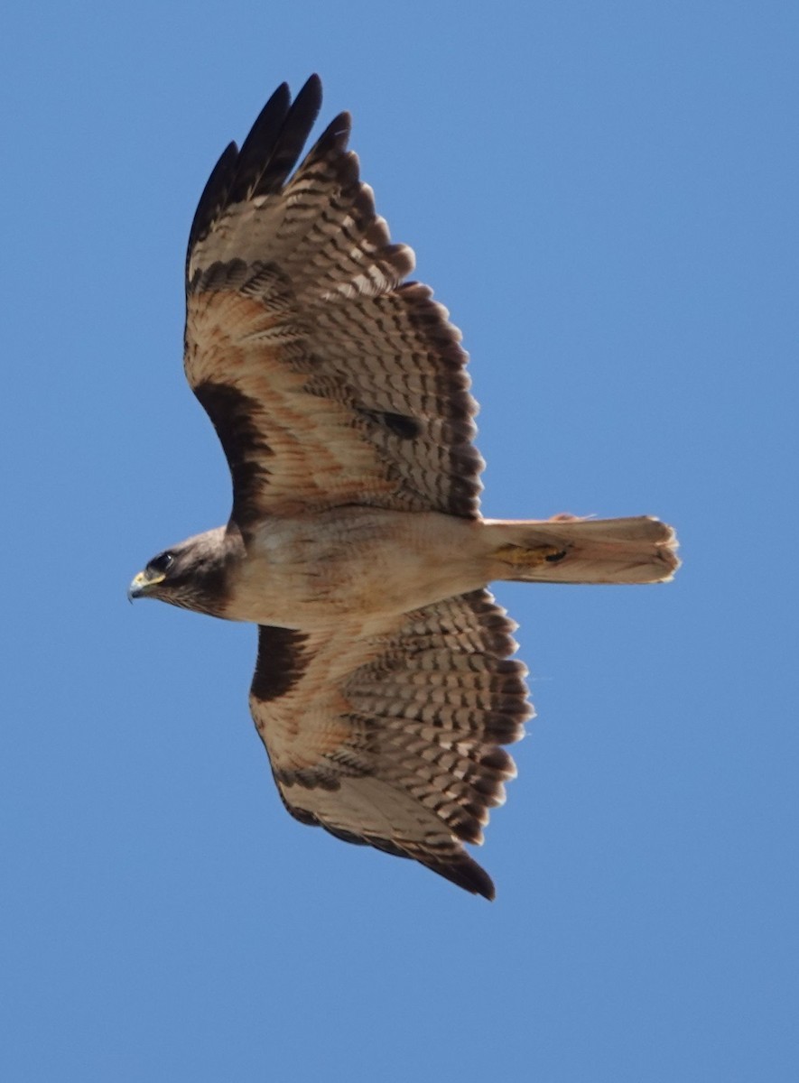 Red-tailed Hawk (calurus/alascensis) - ML620457814