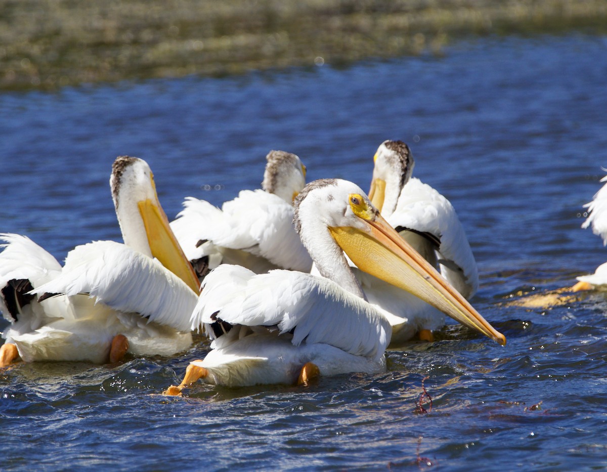 pelikán severoamerický - ML620457819