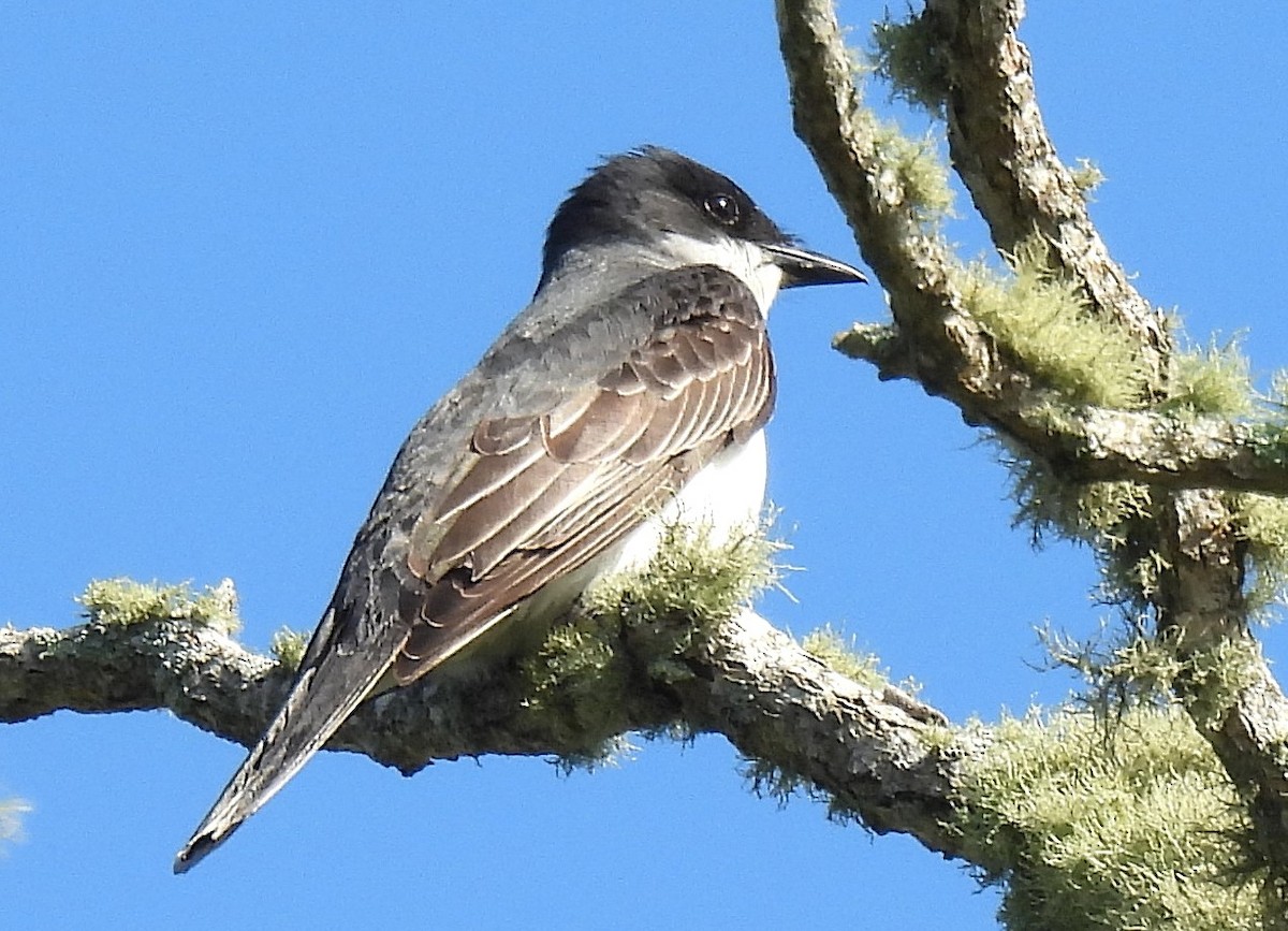 Eastern Kingbird - ML620457824