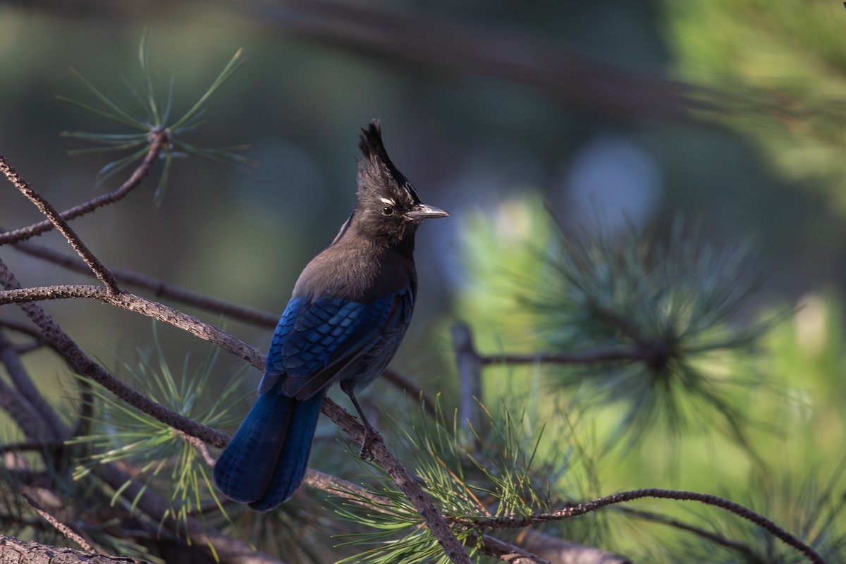 Steller's Jay - ML620457826