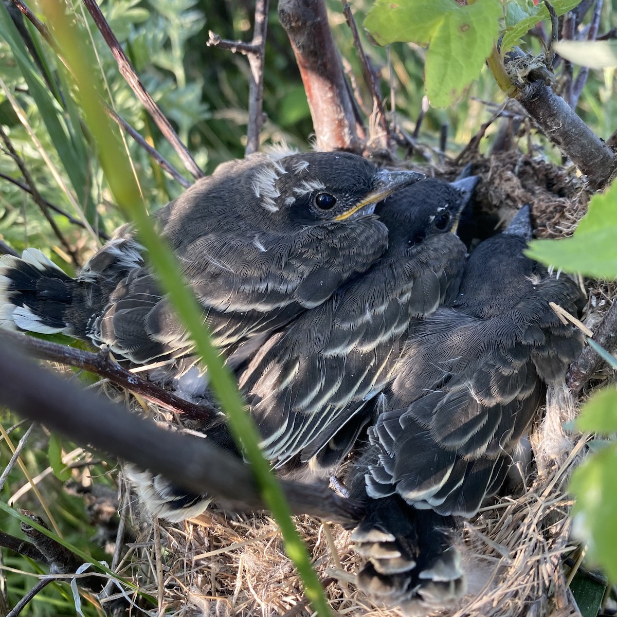 Eastern Kingbird - ML620457830