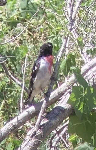 Rose-breasted Grosbeak - ML620457838