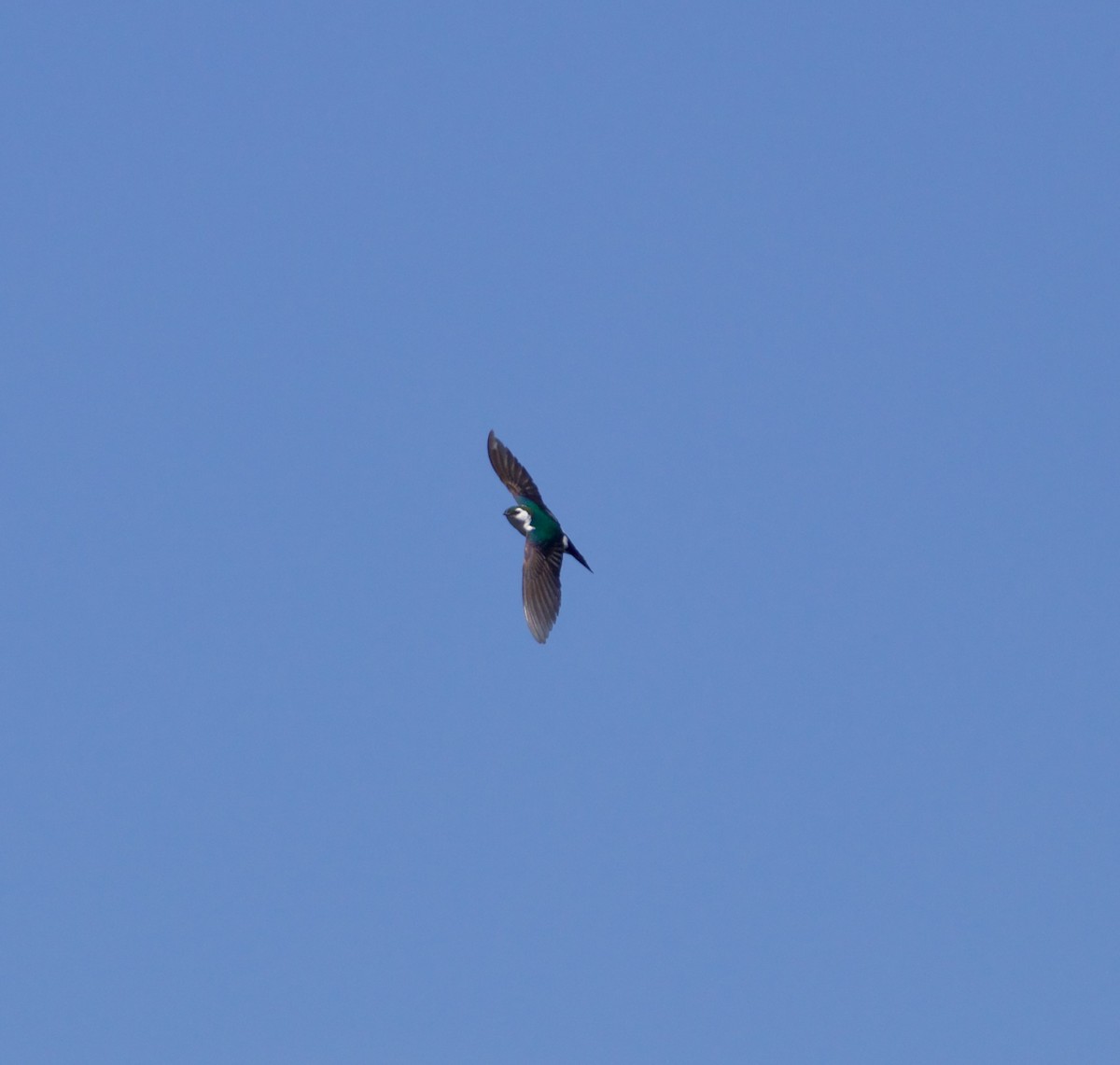 Violet-green Swallow - ML620457839