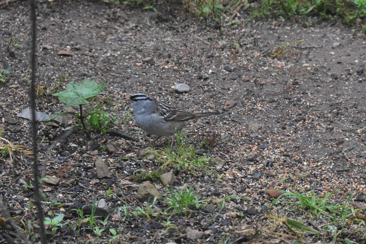 White-crowned Sparrow - ML620457843