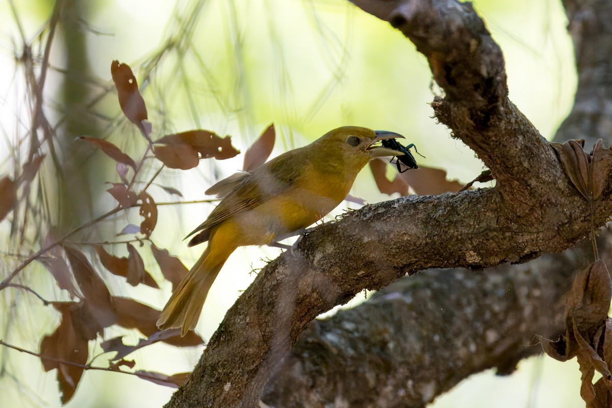 Summer Tanager - ML620457850