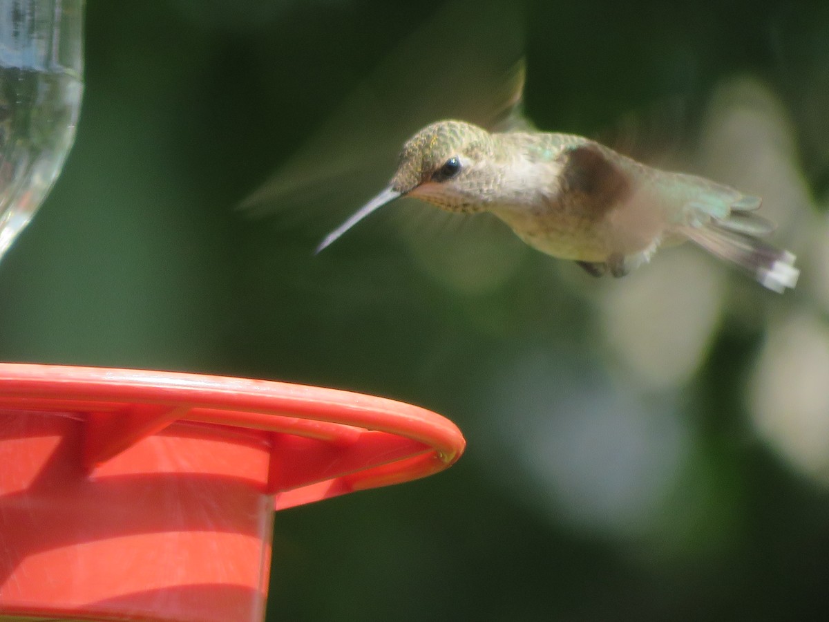 Black-chinned Hummingbird - ML620457851