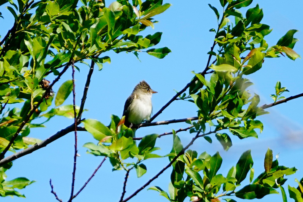 Willow Flycatcher - ML620457852