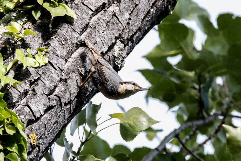 Eurasian Nuthatch - ML620457858