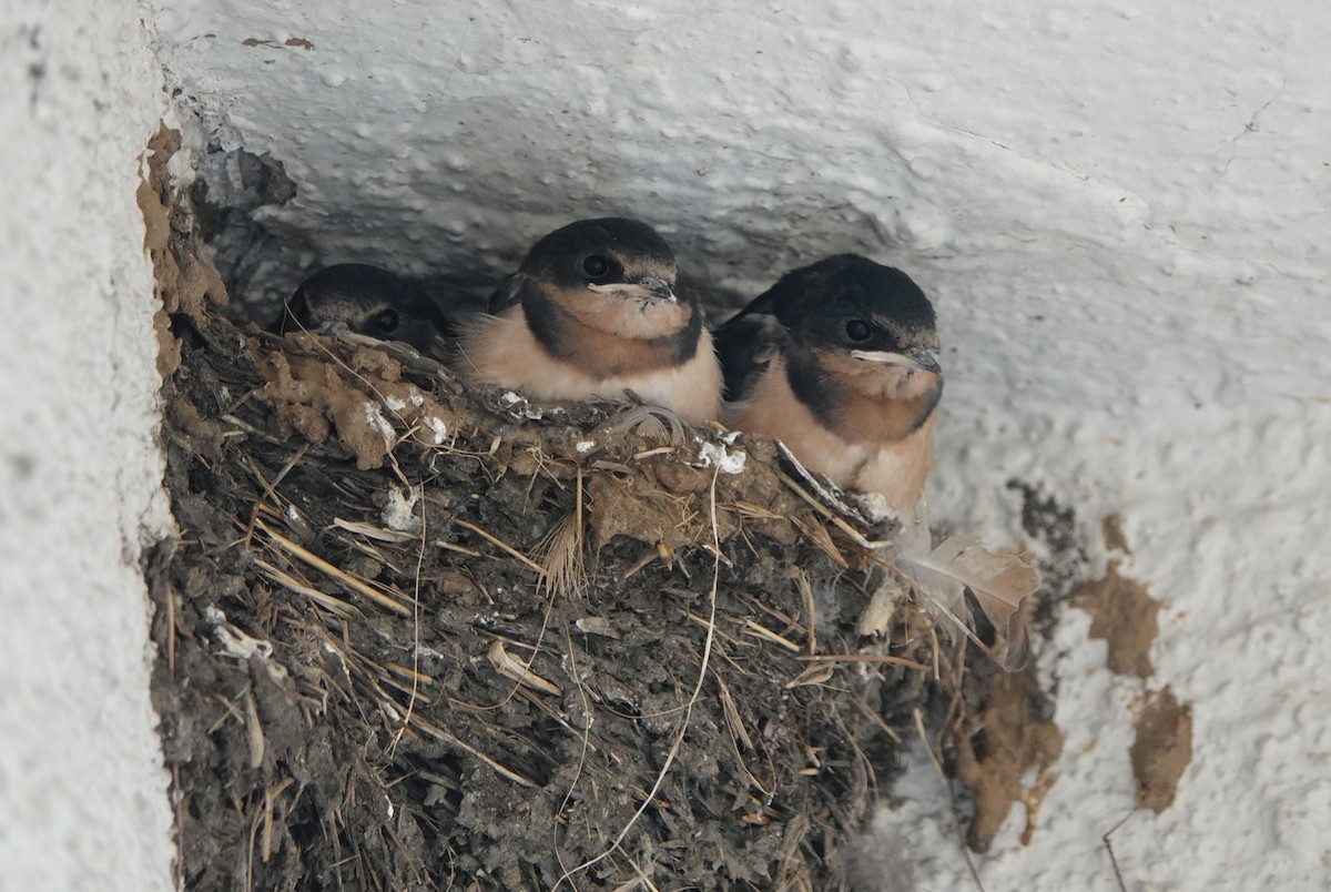 Barn Swallow - ML620457861