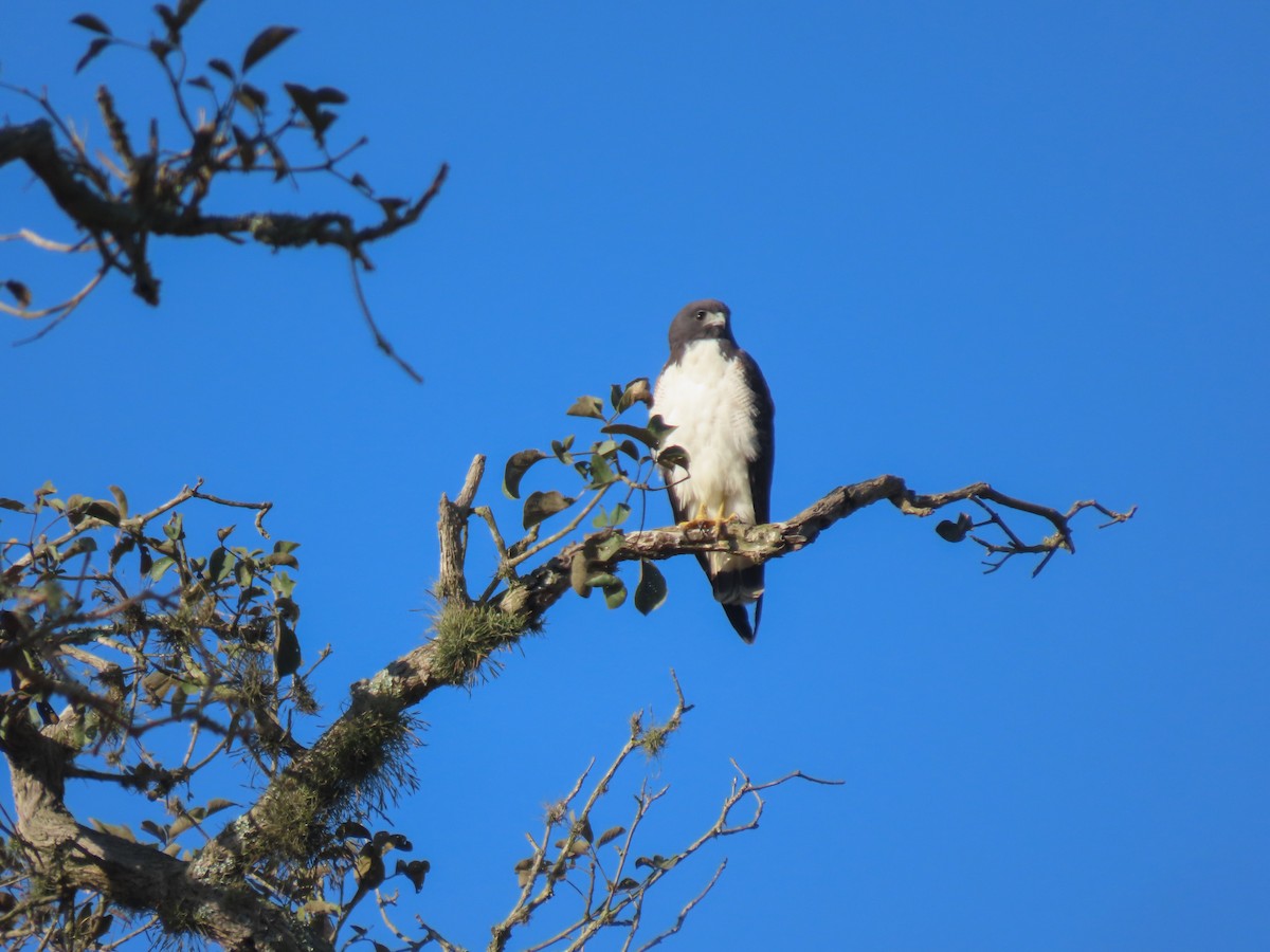 White-tailed Hawk - ML620457869