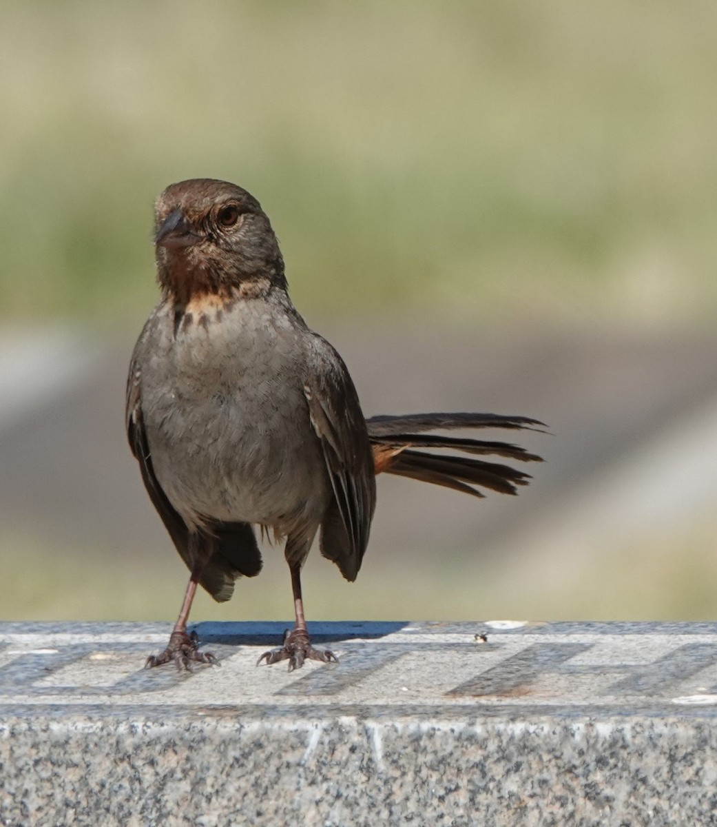 California Towhee - ML620457872