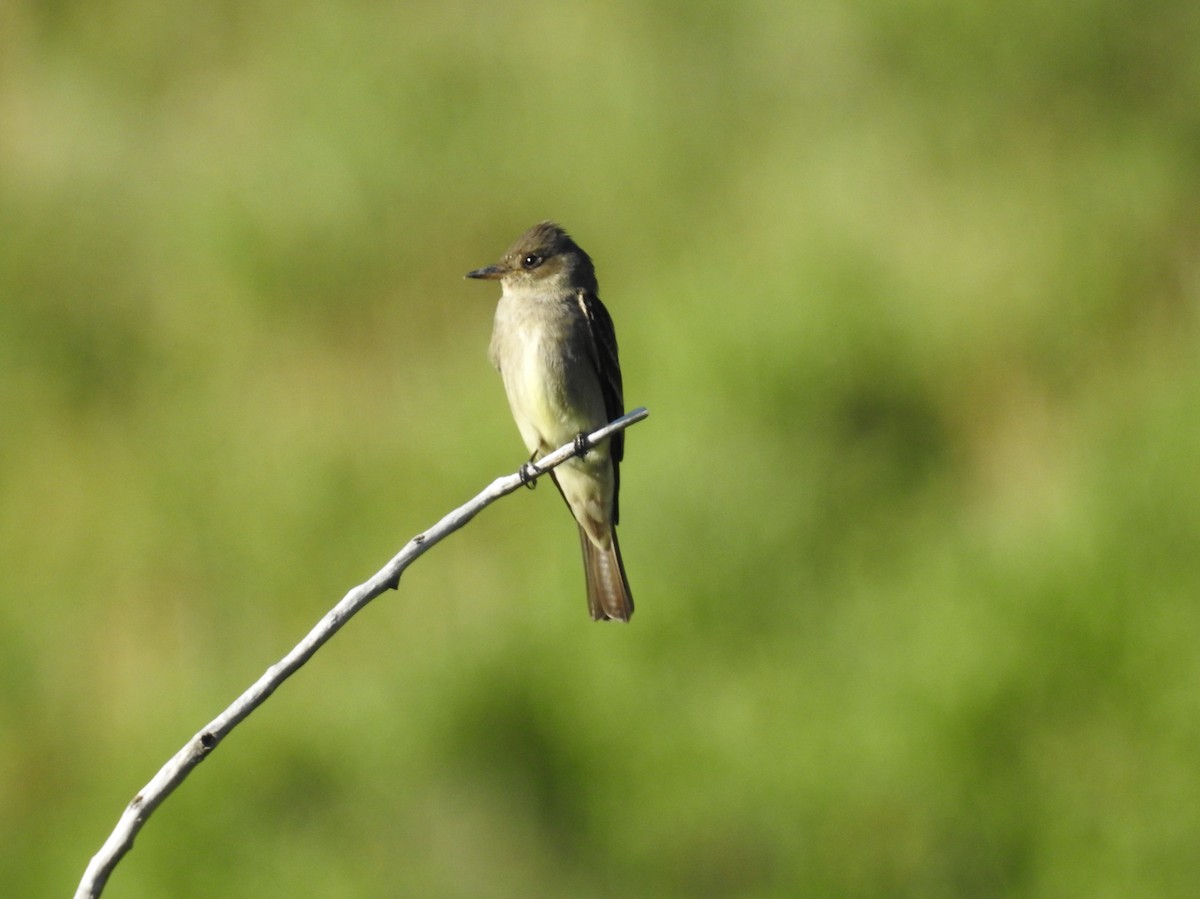 Western Wood-Pewee - ML620457874