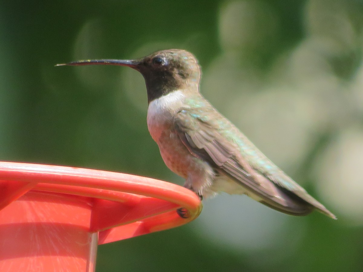 Black-chinned Hummingbird - ML620457878