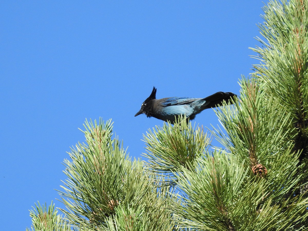 Steller's Jay (Southwest Interior) - ML620457880