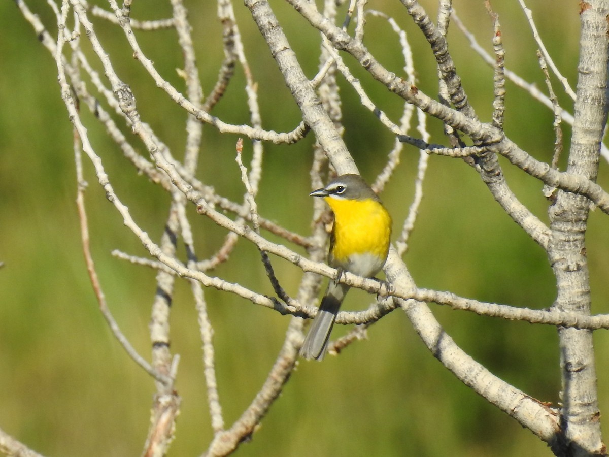 Yellow-breasted Chat - ML620457886