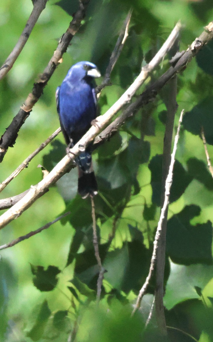 Blue Grosbeak - ML620457887