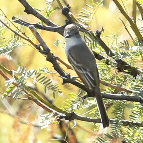 Nutting's Flycatcher - Henry Mauer