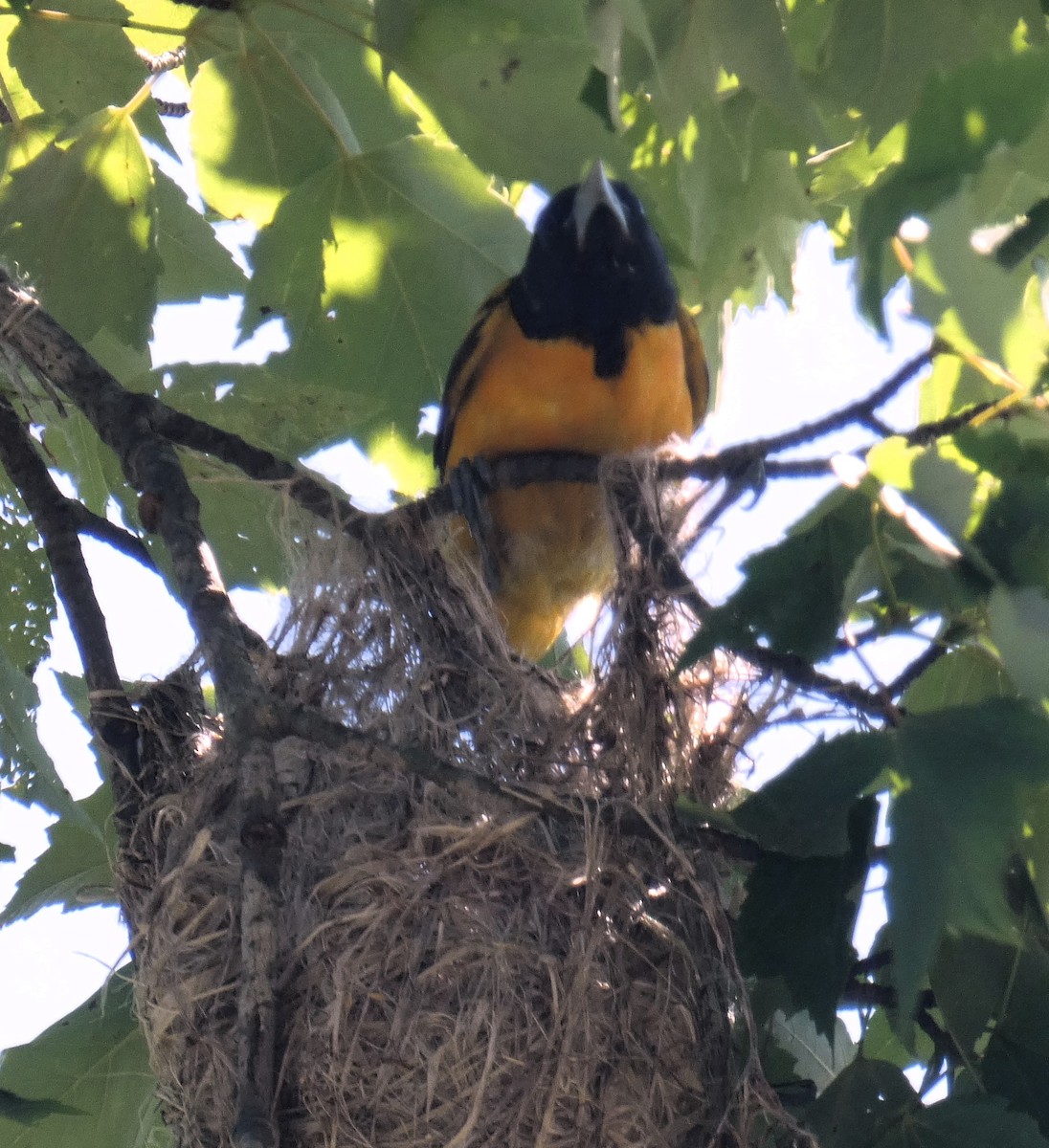 Baltimore Oriole - ML620457889