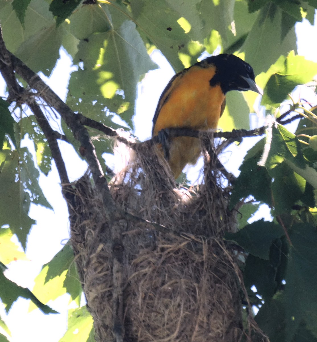 Baltimore Oriole - ML620457890