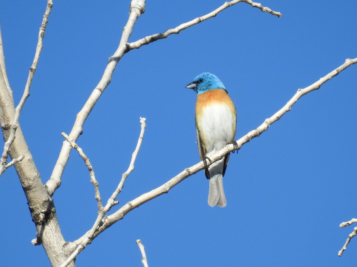 Lazuli Bunting - ML620457901