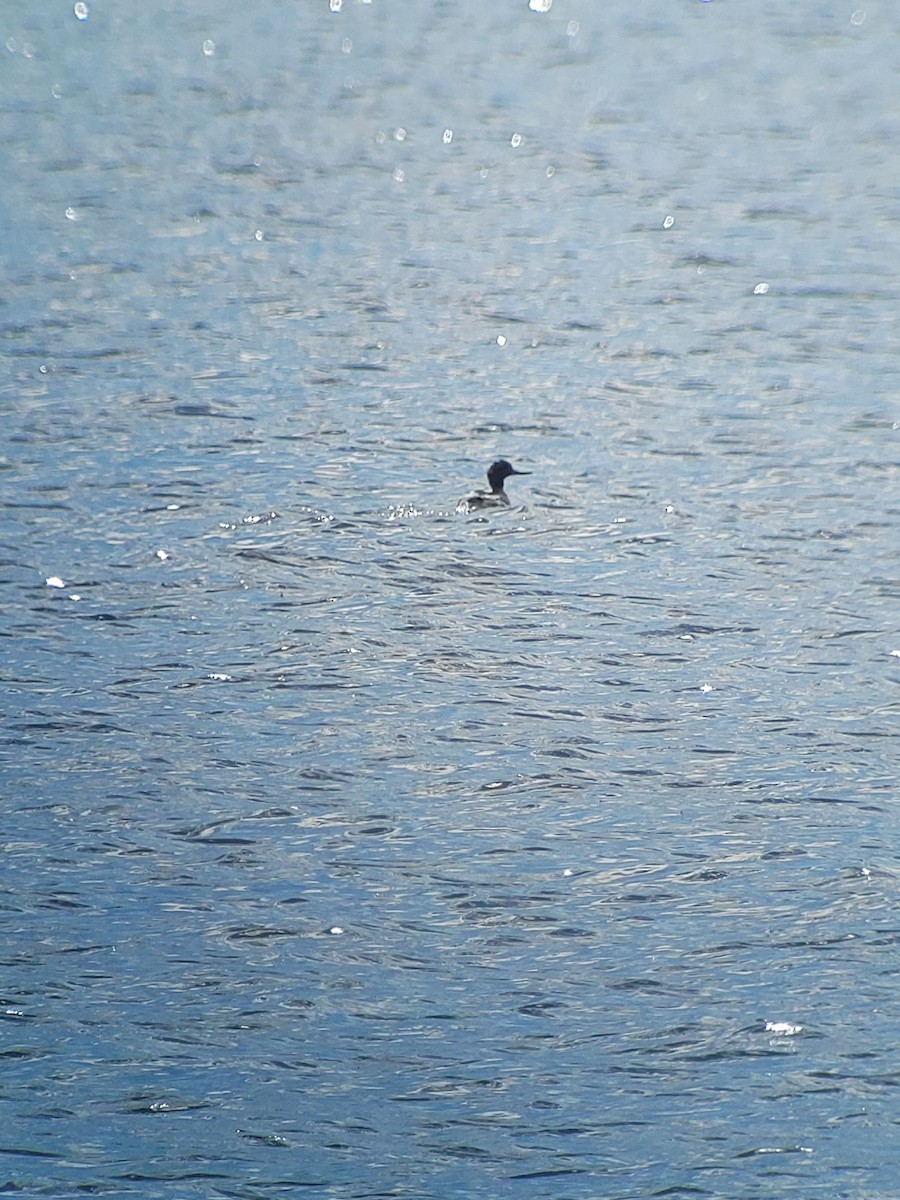 Red-breasted Merganser - ML620457903