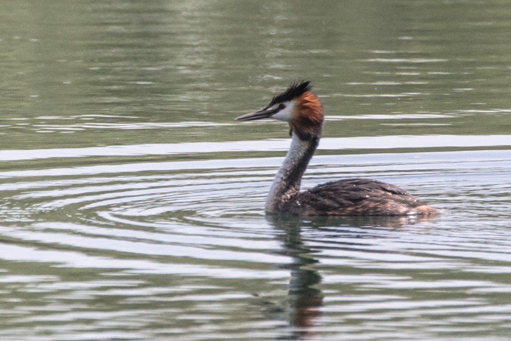 Great Crested Grebe - Jean-Guy Papineau