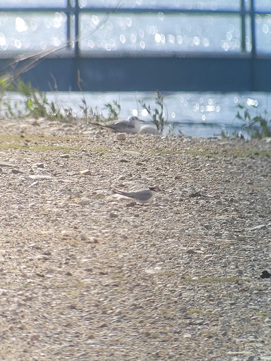 Least Tern - ML620457913