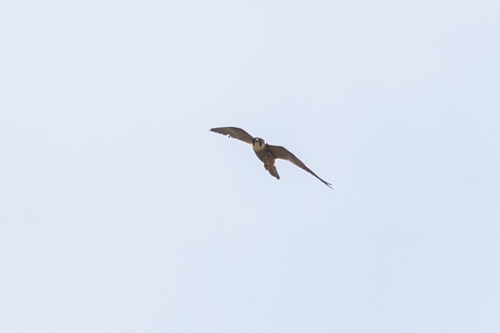 Eurasian Hobby - ML620457927