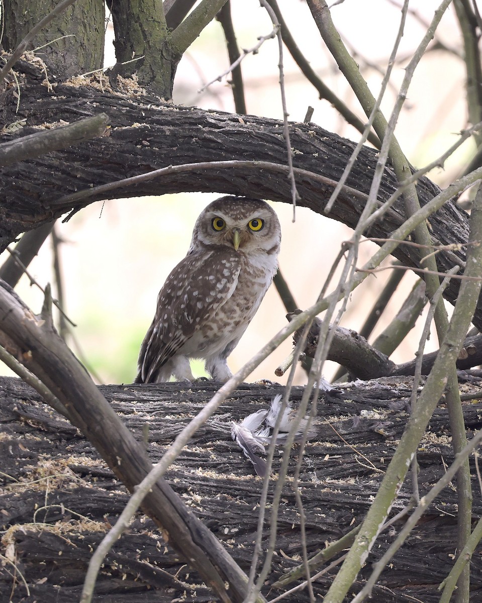 Spotted Owlet - ML620457934