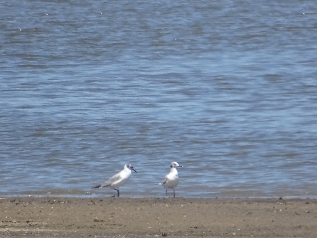 Mouette de Bonaparte - ML620457937