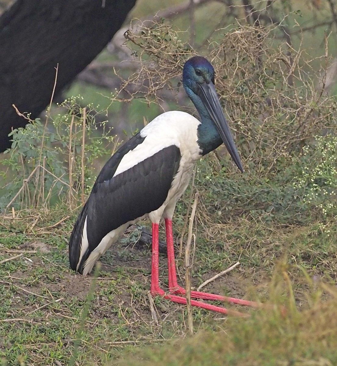 Black-necked Stork - ML620457939