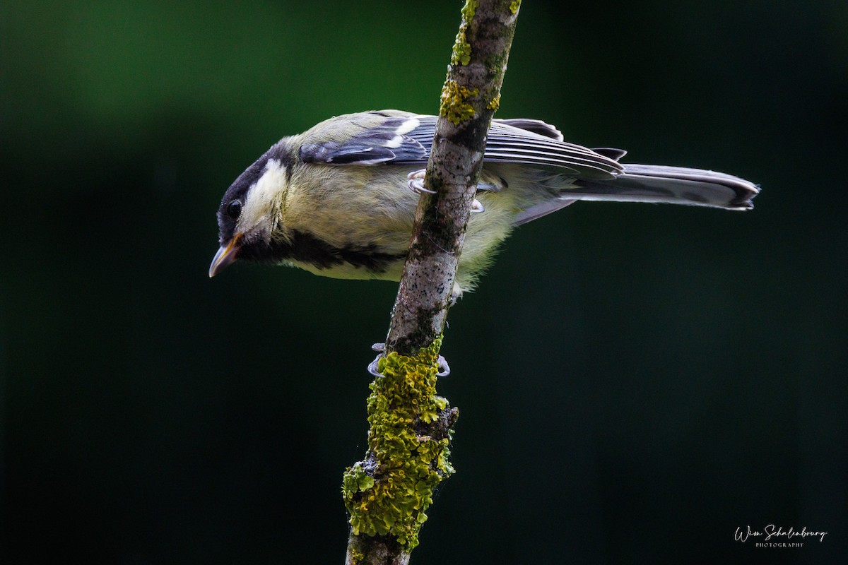 Great Tit - ML620457954