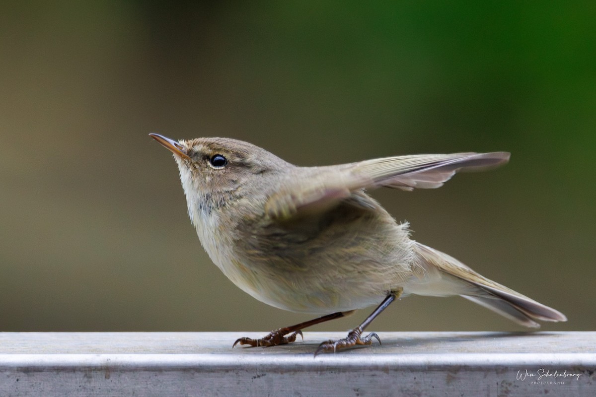 Common Chiffchaff - ML620457967